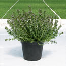 thyme compact